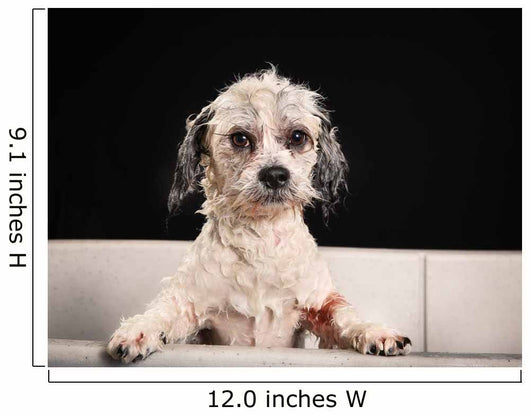 Purebred Havanese dog 