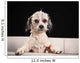 Purebred Havanese dog 