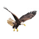 Bald eagle isolated on white background. Wall Decal