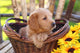 Adorable Poodle Mix Puppy Sitting in Basket with Sunflowers Wall Mural