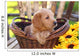 Adorable Poodle Mix Puppy Sitting in Basket with Sunflowers Wall Mural