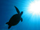 Tortoise Wall Mural