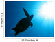 Tortoise Wall Mural