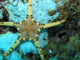 Moroccan Sea Star Wall Mural
