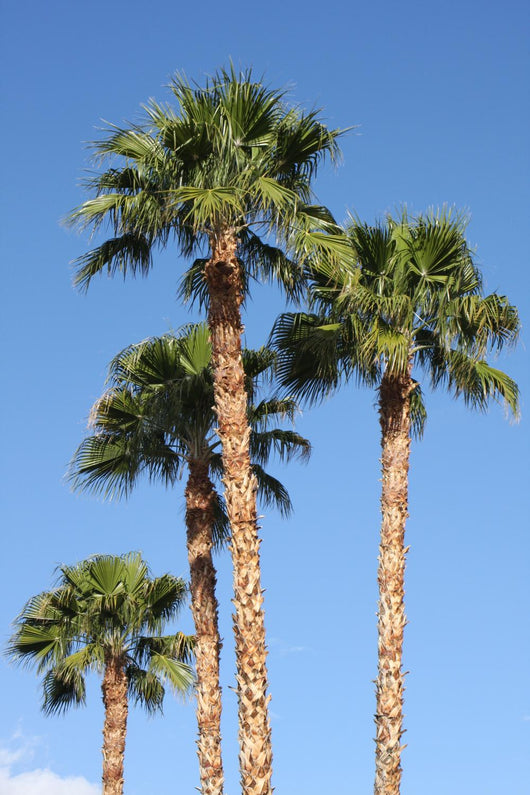 Palm Trees Wall Mural