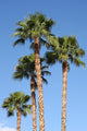 Palm Trees Wall Mural