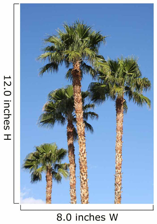 Palm Trees Wall Mural