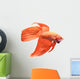 Siamese Fighting Fish