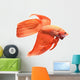 Siamese Fighting Fish