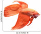 Siamese Fighting Fish