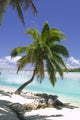 Tropical Dream Beach Paradise of the South Pacific Wall Mural