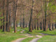 Forest Trail Wall Decal