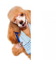 Dog Shaves Creative