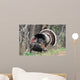 Wild Male Turkey