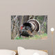 Wild Male Turkey