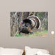 Wild Male Turkey