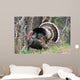 Wild Male Turkey