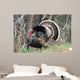 Wild Male Turkey