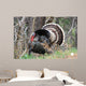 Wild Male Turkey