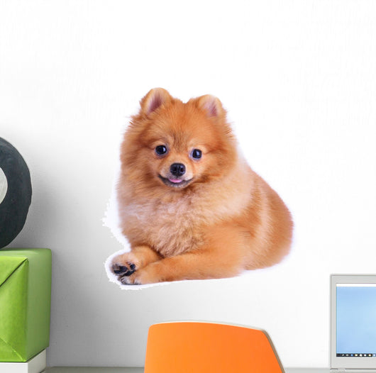 Pomeranian Dog White