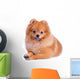 Pomeranian Dog White