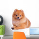 Pomeranian Dog White