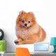 Pomeranian Dog White