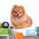 Pomeranian Dog White