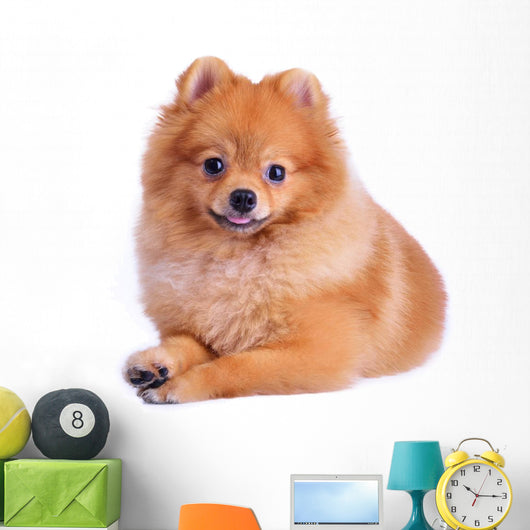 Pomeranian Dog White