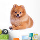 Pomeranian Dog White