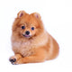 Pomeranian Dog White