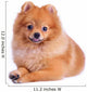 Pomeranian Dog White