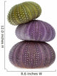 Sea Urchins Wall Decal
