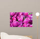 purple tulips with water drops Wall Mural