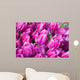 purple tulips with water drops Wall Mural