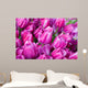 purple tulips with water drops Wall Mural