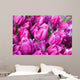 purple tulips with water drops Wall Mural