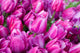 purple tulips with water drops Wall Mural