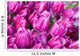 purple tulips with water drops Wall Mural