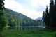 Green Pine Forest above