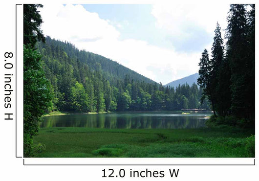 Green Pine Forest above