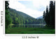 Green Pine Forest above