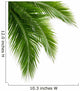 Leaves Coconut Tree White