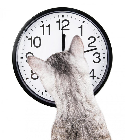 clock cat Wall Decal