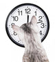 clock cat Wall Decal