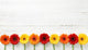 Aster / Gerbera Wall Mural