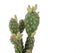 Cactus Plant Wall Decal