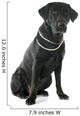 Labrador Retriever Wall Decal