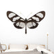 Tropical Butterfly Collection Methona