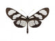 Tropical Butterfly Collection Methona